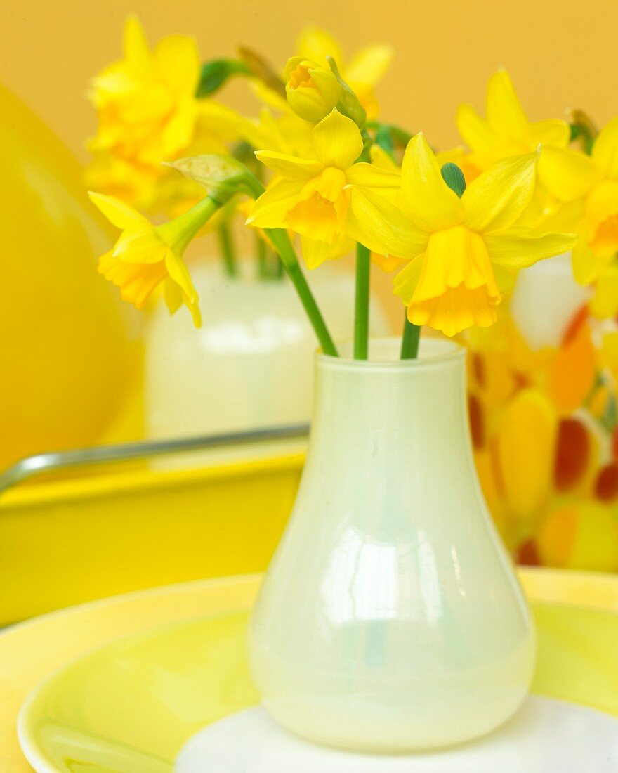 Narcissus in white vase