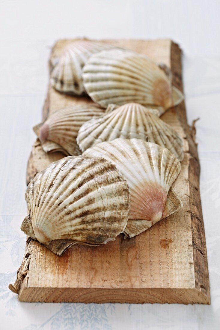 Mehrere Jakobsmuscheln auf Holzbrett