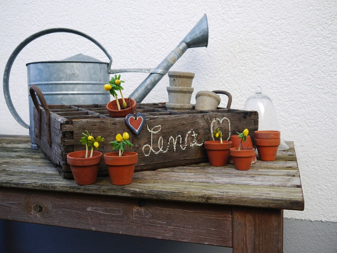 Rustic crate with small flowerpots