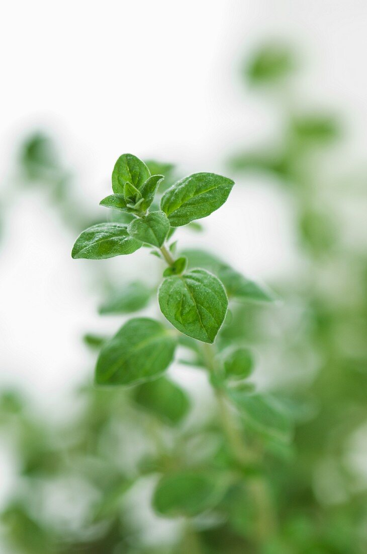 Fresh oregano