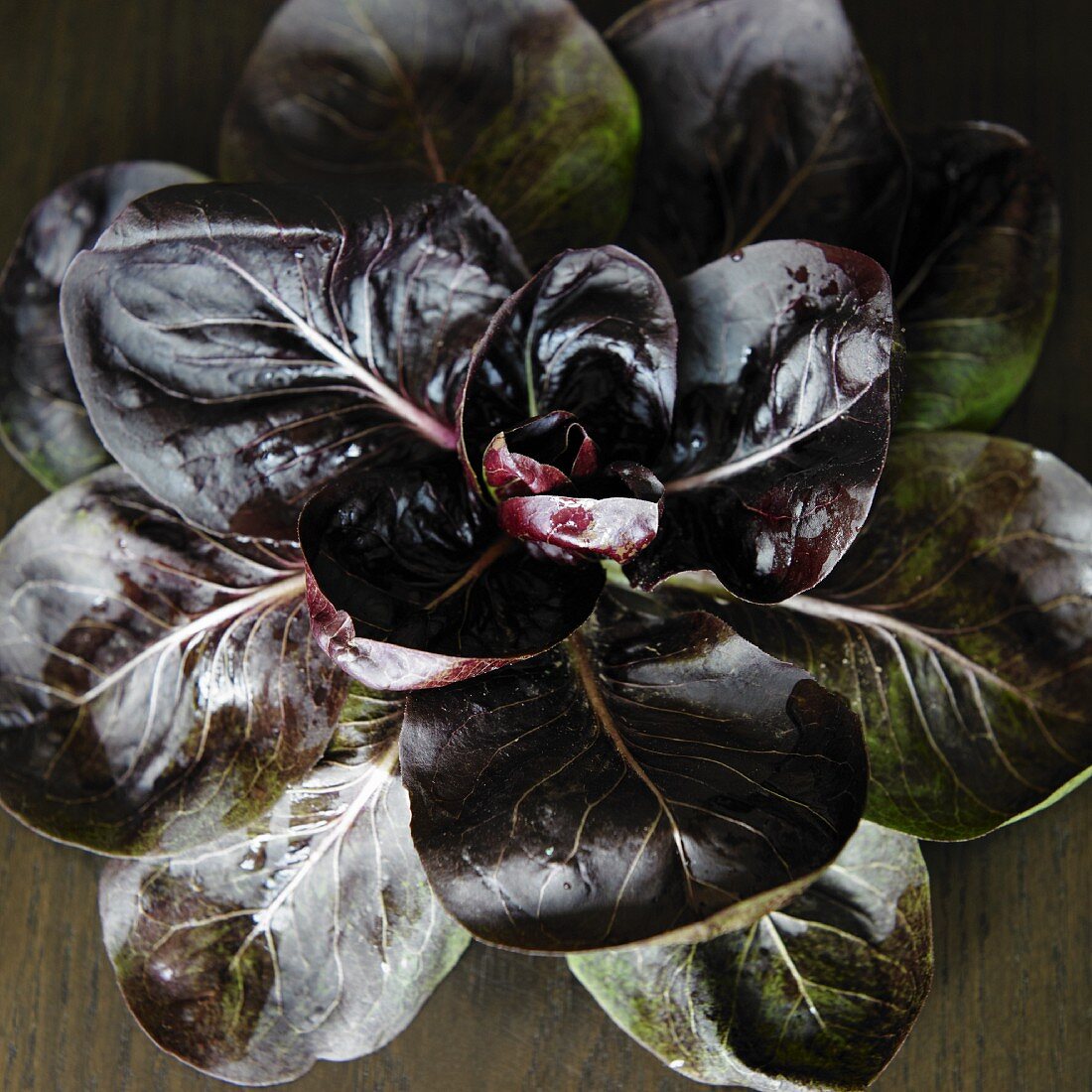 Radicchio von oben