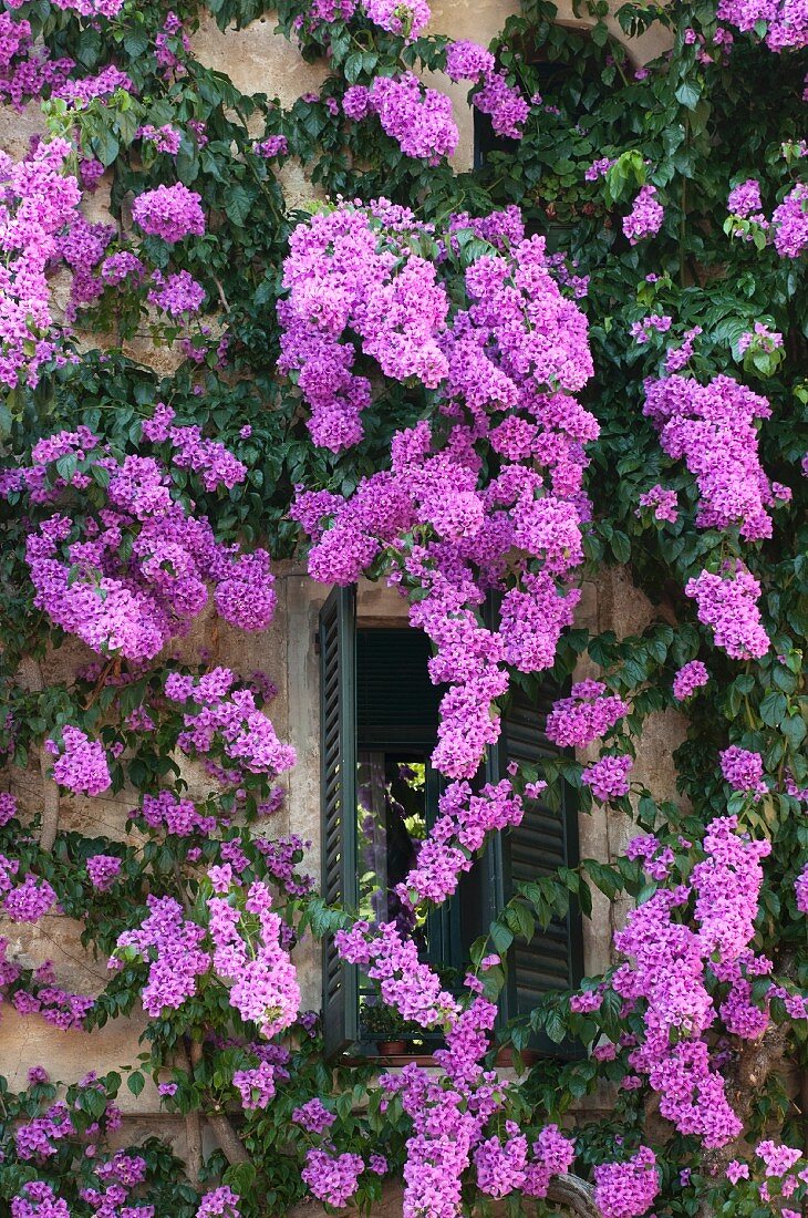 Kletterpflanze mit violetten Blüten an mediterranem Haus