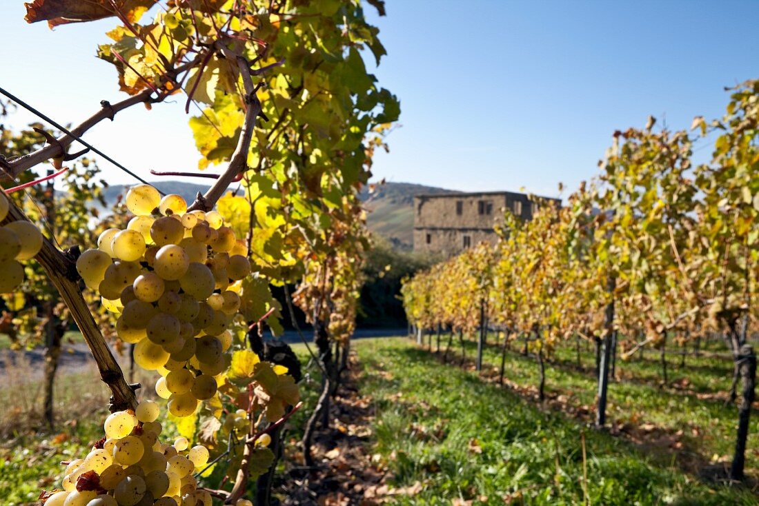 Lemberger vines in the wine growing region Stetten (Württemberg)