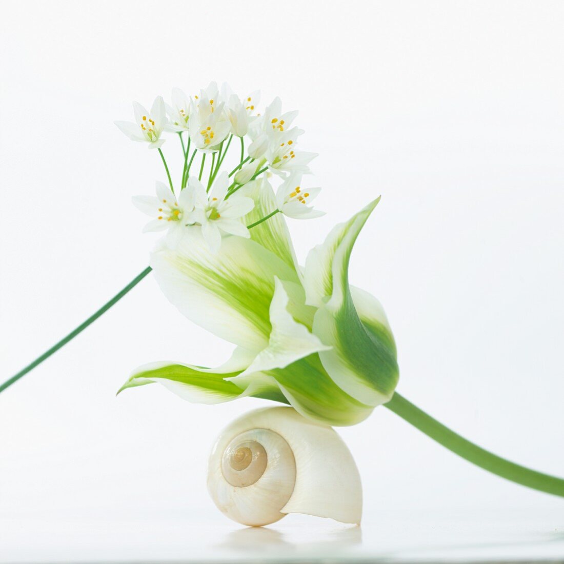 Flower arrangement with tulip