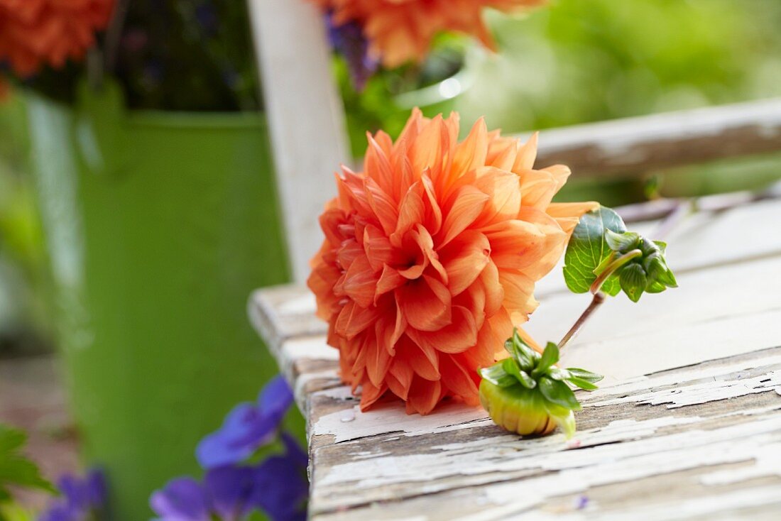 Orange dahlia