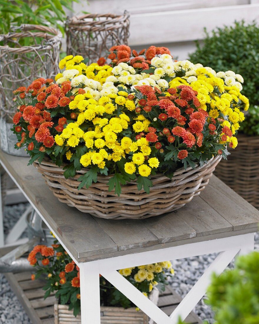 Verschiedene Chrysanthemen im Korb auf Gartentisch