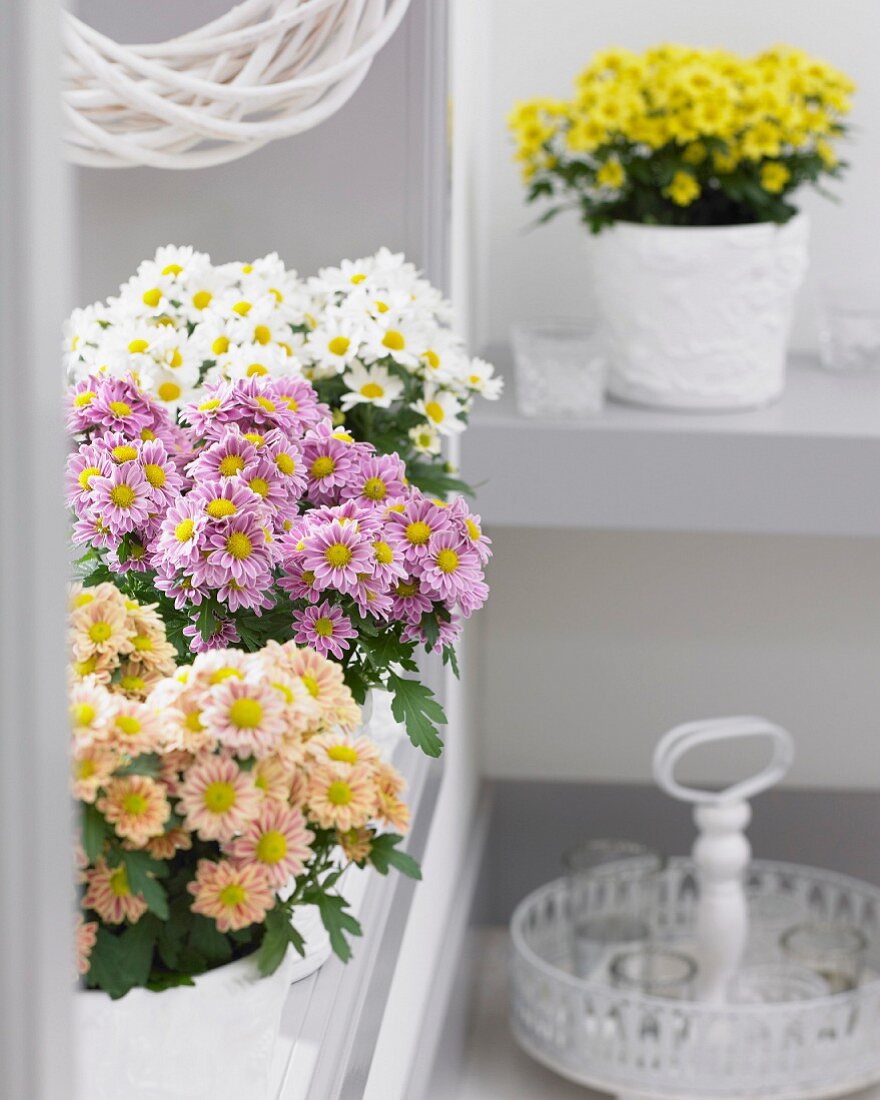 A variety of chrysanthemums in plant pots