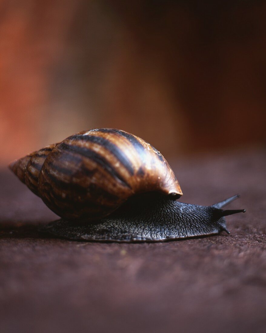 A live snail