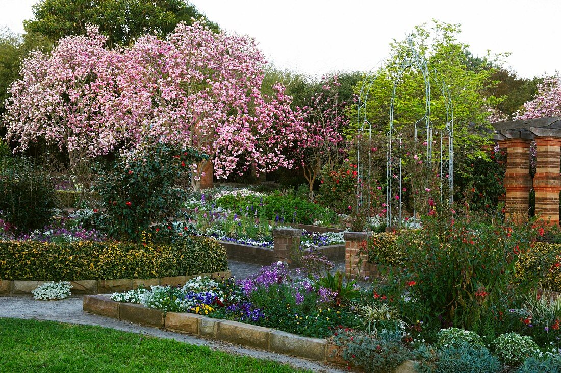 Flowering cherry tree in gardens