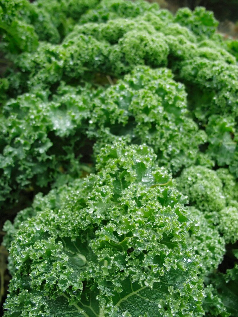 Kale