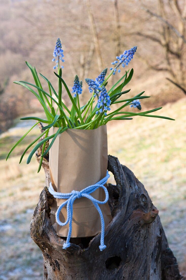 Grape hyacinths in paper bag