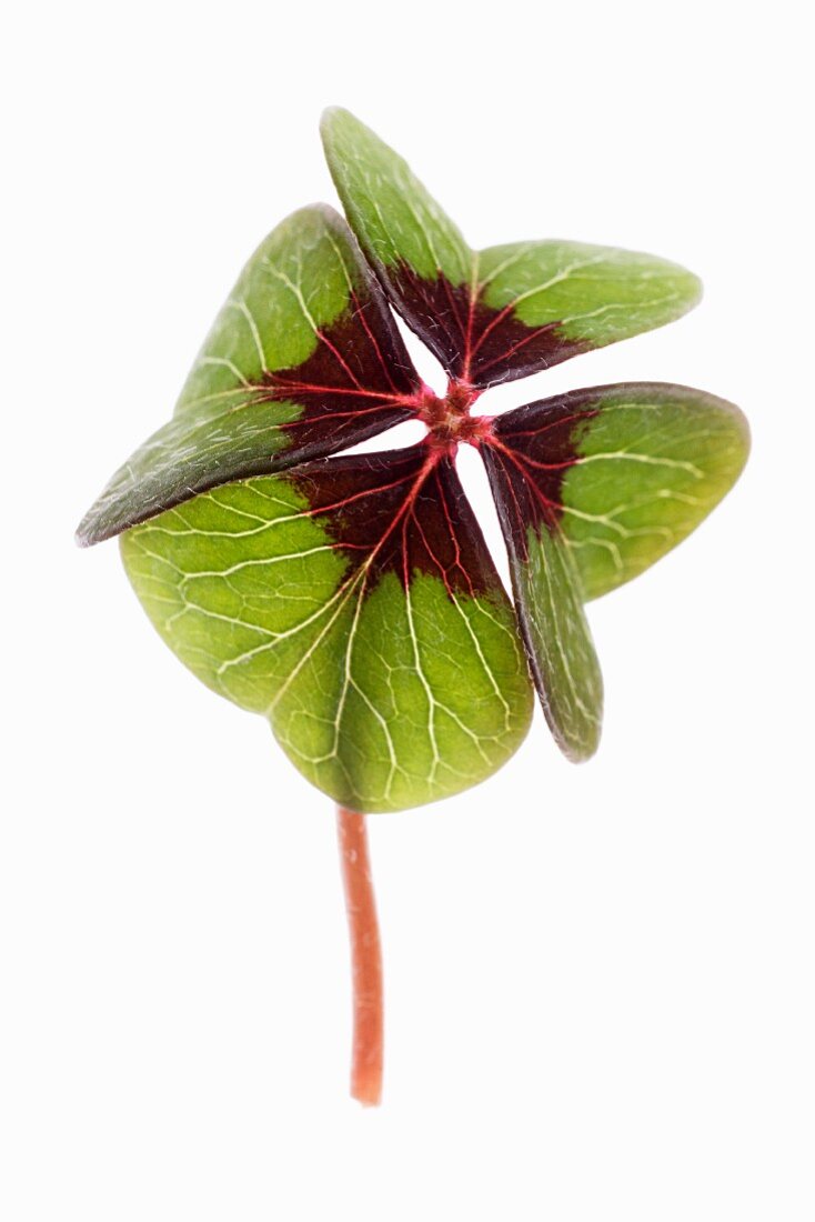 An iron cross oxalis