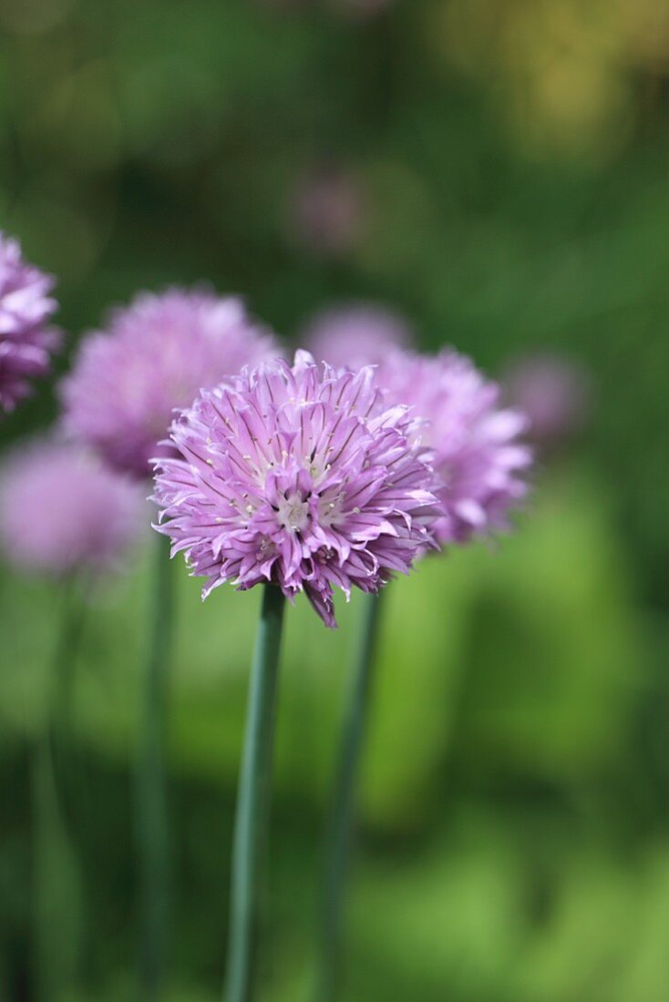 A purple chive flower