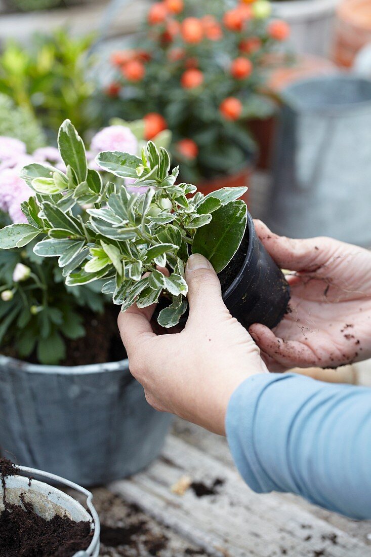 Scheinbeerenpflänzchen im Plastiktopf (Gaultheria)