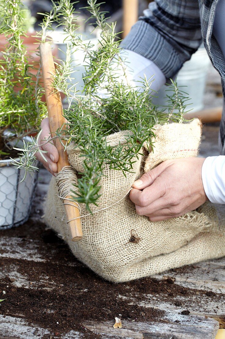 Wrapping a pot of rosemary in hessian