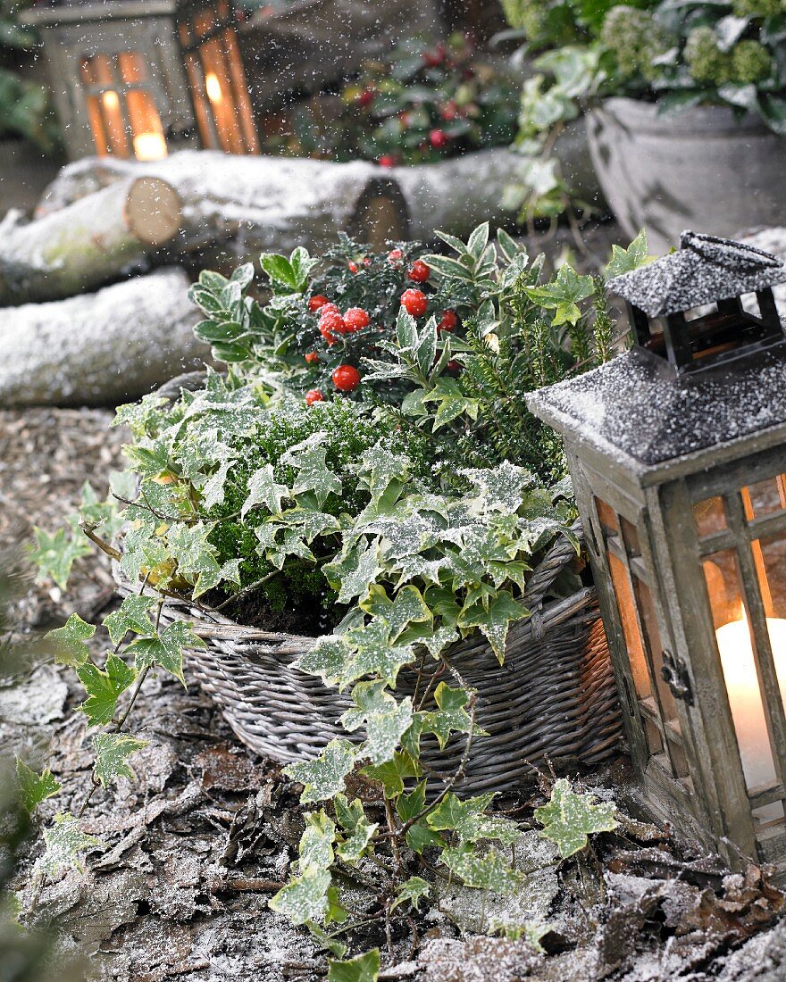 Wintery planter in old wicker basket