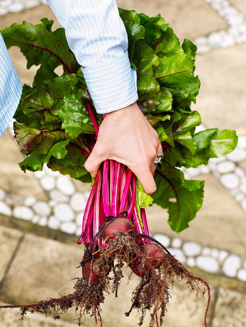 A hand holding freshly harvested beetroot