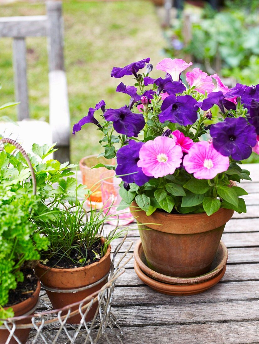 Petunien und Kräuter in Terrakottatöpfen auf Gartentisch