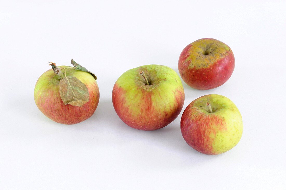 Vier Äpfel der Sorte Prinz Albrecht