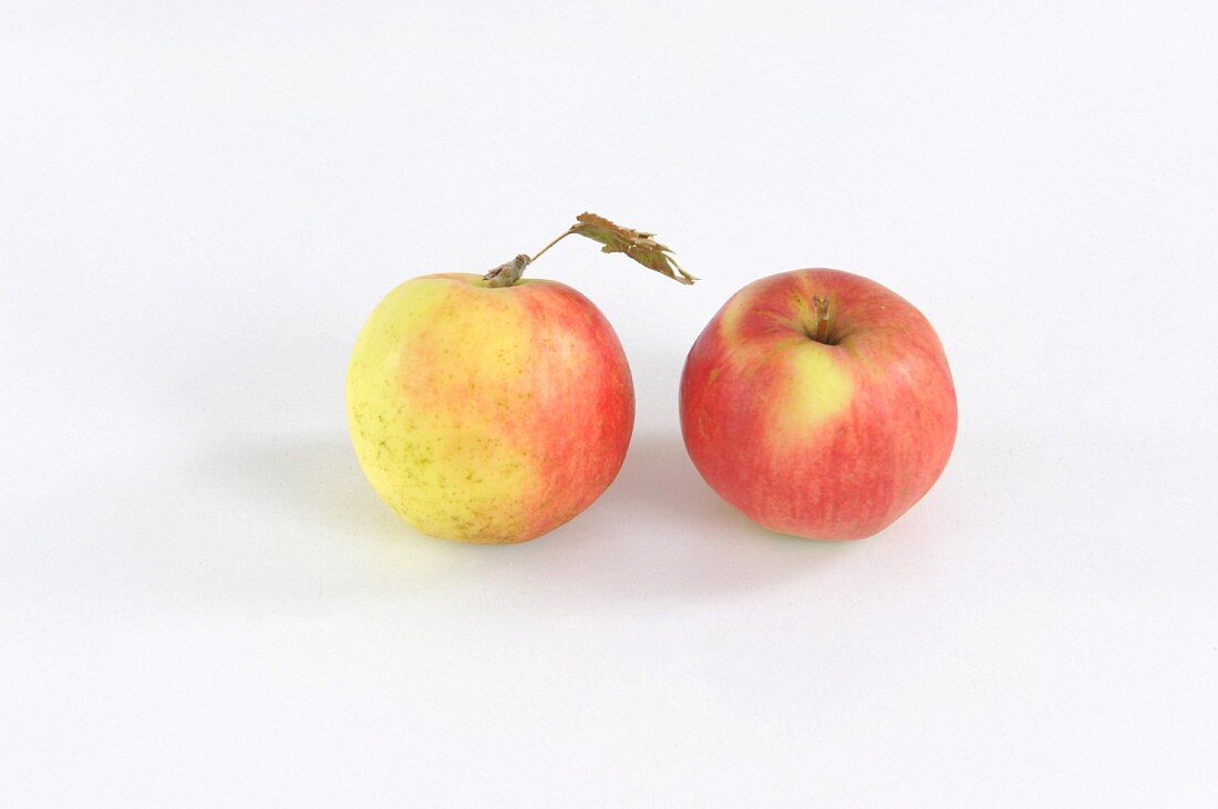 Zwei Äpfel der Sorte Sansa