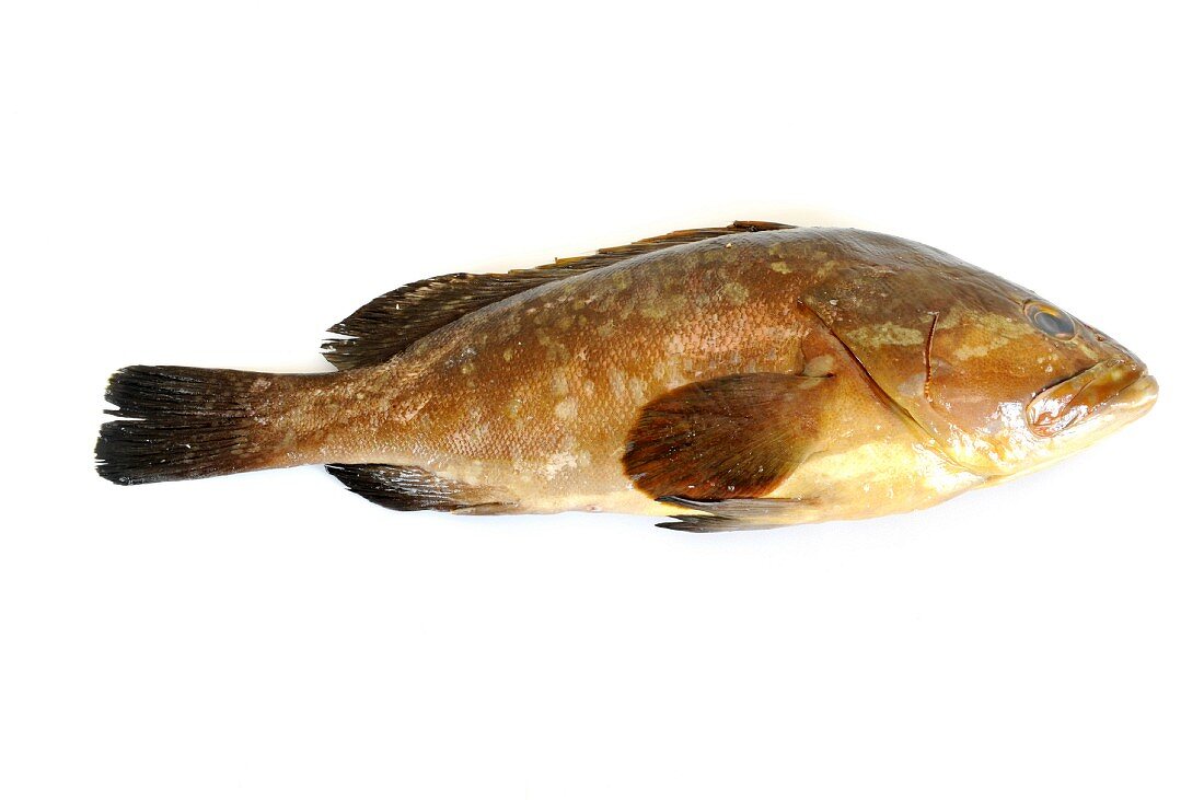 A brown grouper