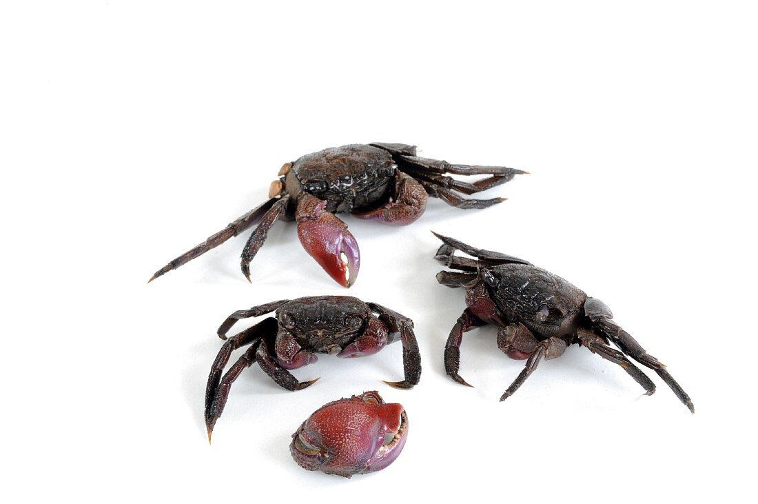 Australian red claw crayfish, frozen and salted