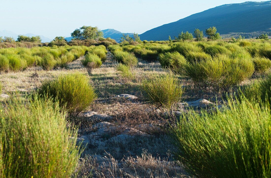 A rooibos farm in South Africa