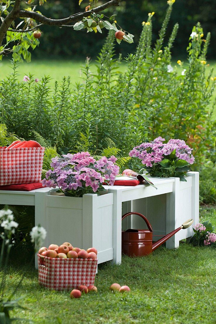 Rotweiss karierter Korb mit Äpfeln vor weiss lackierter Holzbank mit integrierten Blumenkübeln in einem Sommergarten