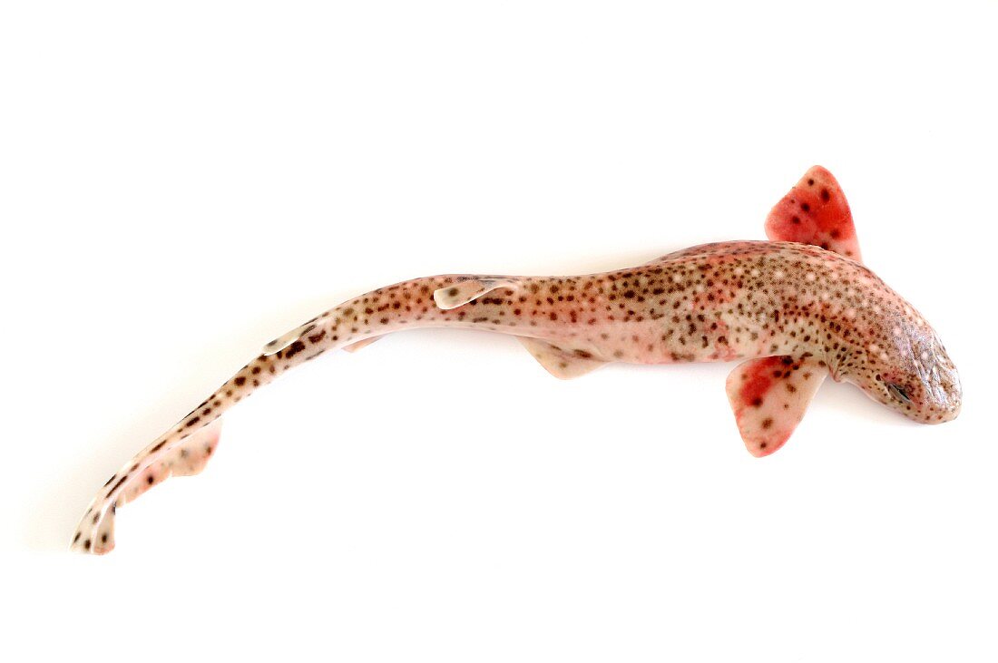 A catshark