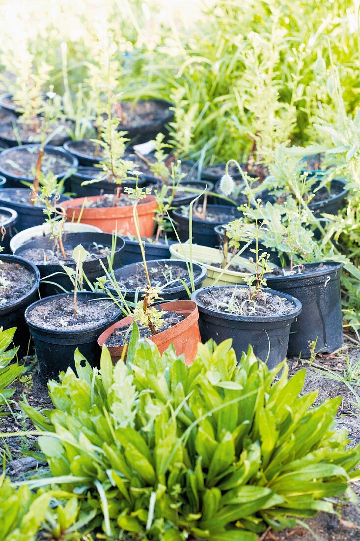 Collection of black and red plastic pots with young plants in the corner of the garden which is growing wild