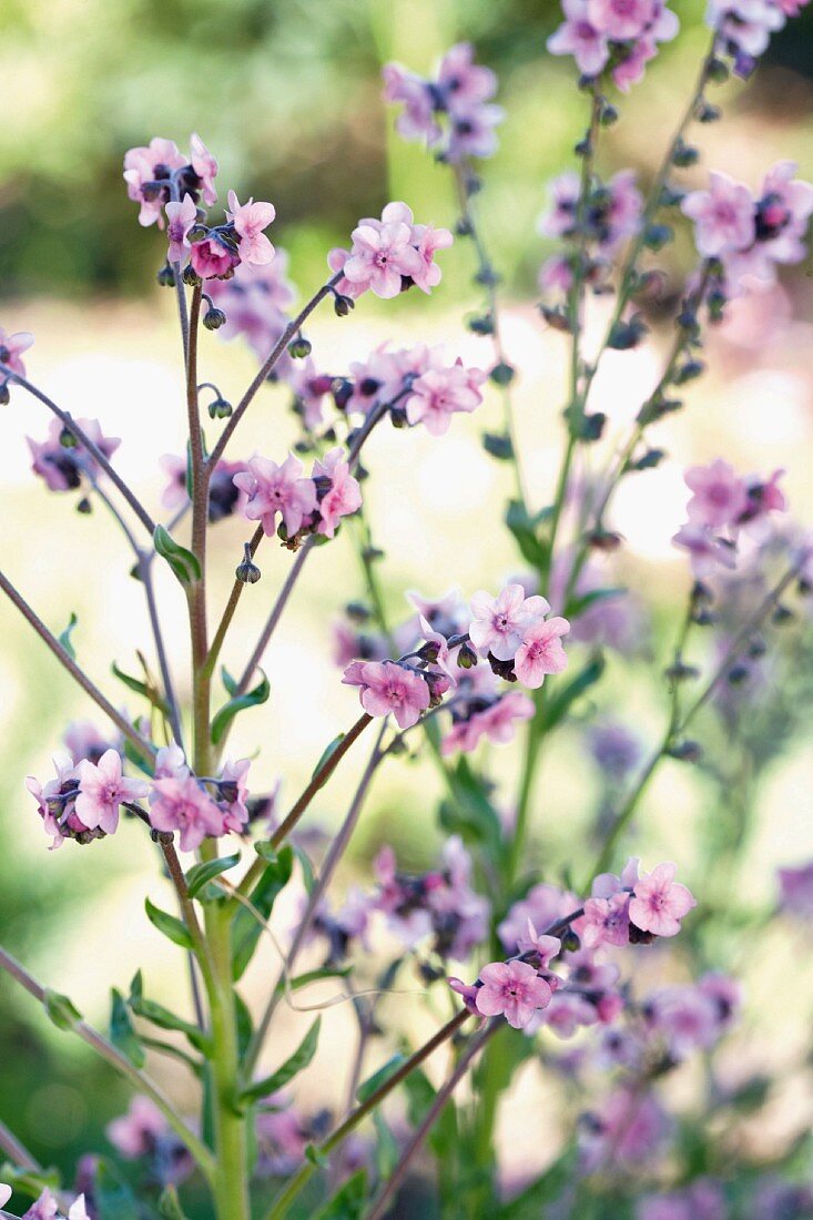 Vergissmeinnicht-Zweige mit kleinen roséfarbenen Blüten