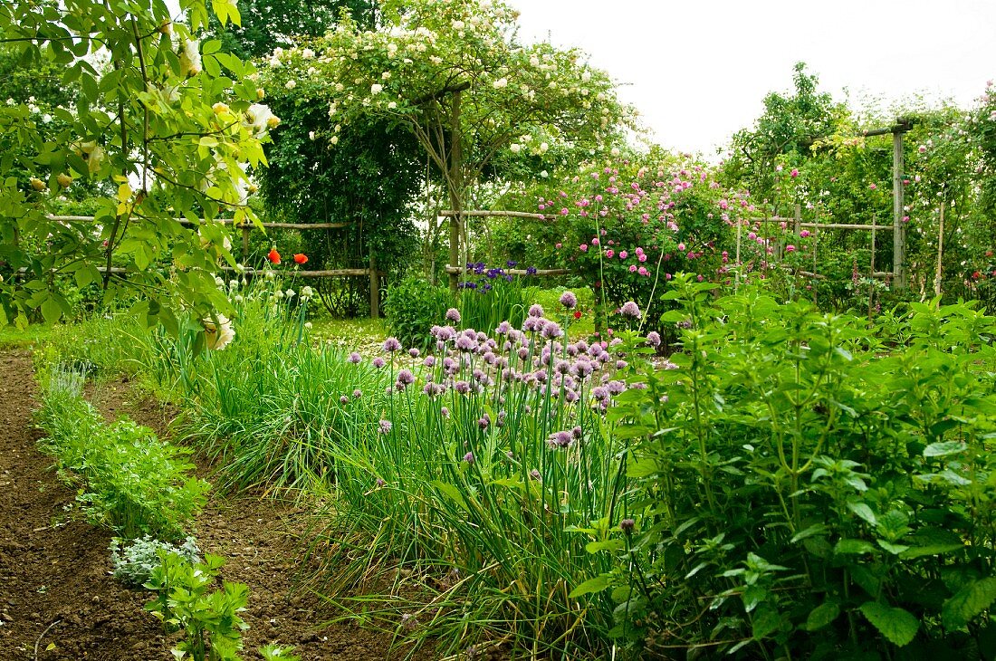 Gemüsebeete und Rosensträucher im Garten