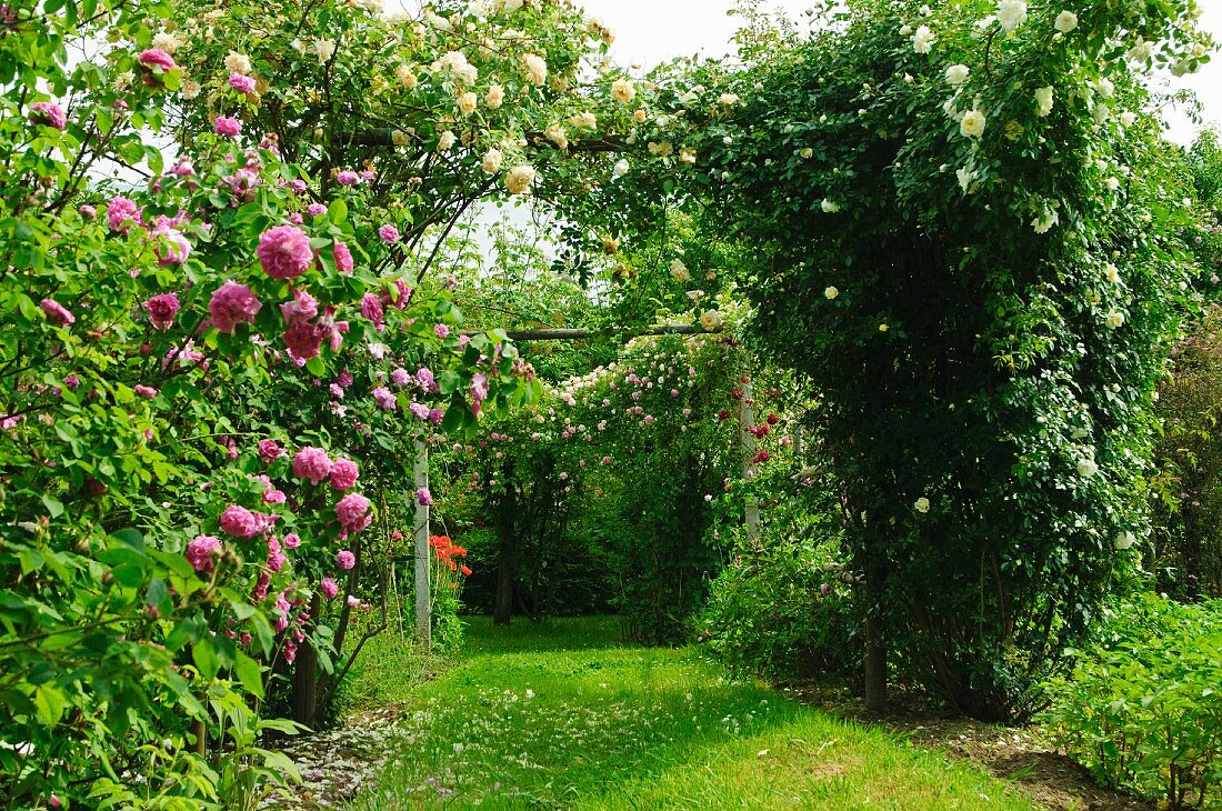 Romantischer Rosenbogen im Garten