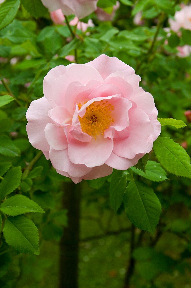 Pale Pink Rose on Plant