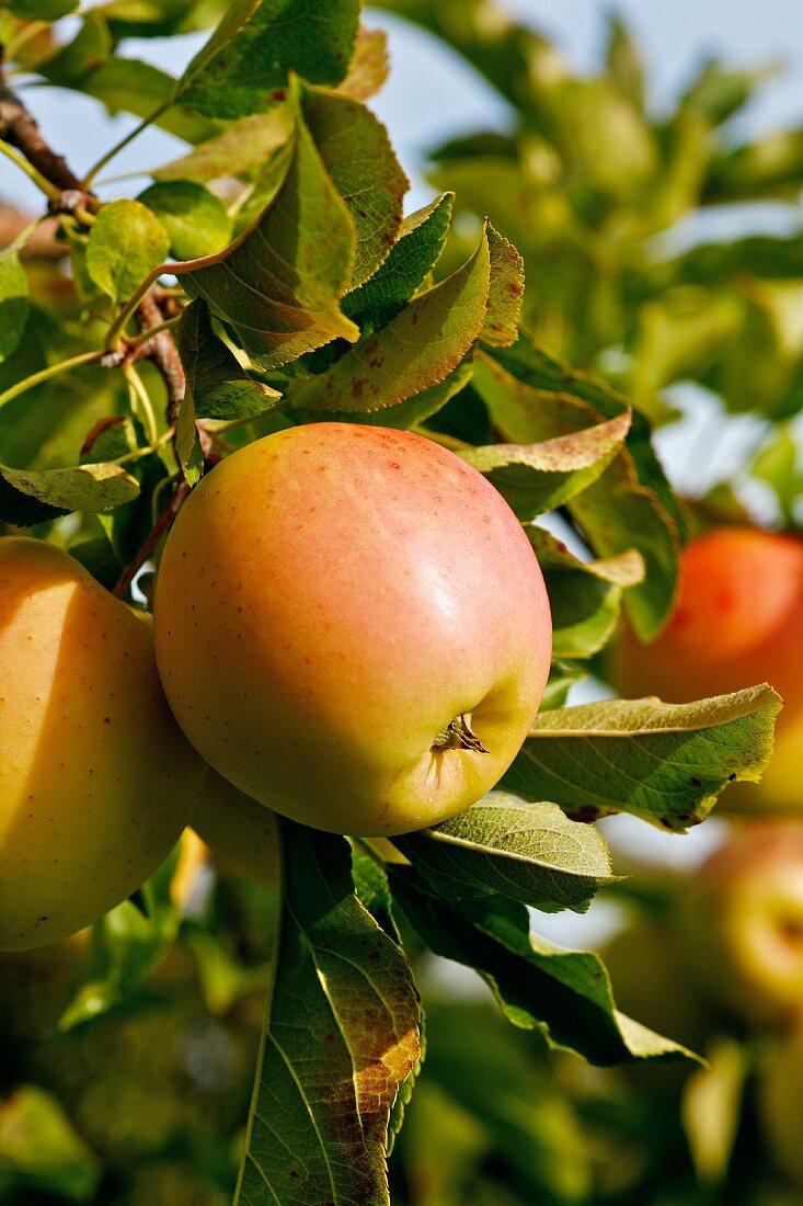 Reife Äpfel der Sorte Golden Delicious am Baum hängend