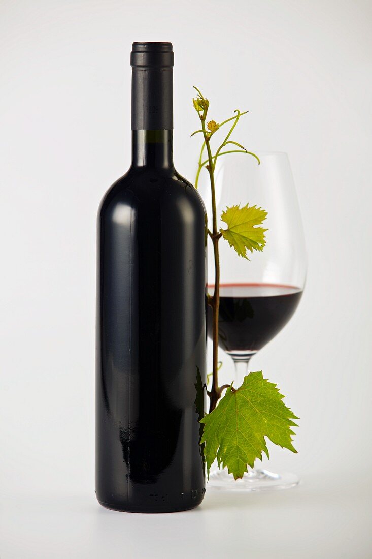 Rotweinflasche, Rotweinglas und Weinranke