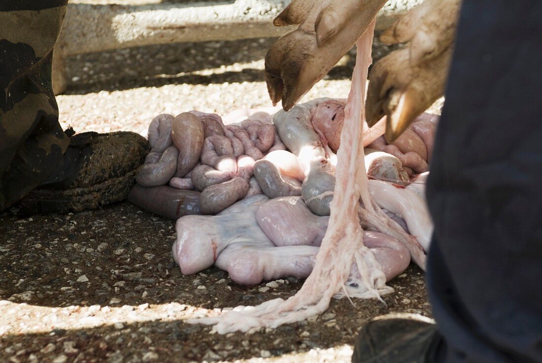 The Innards of a Pig Being Slaughtered