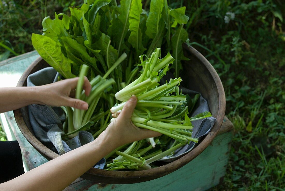 Woman Sorting Through a Bowl of Freshly Picked Dandelion Greens