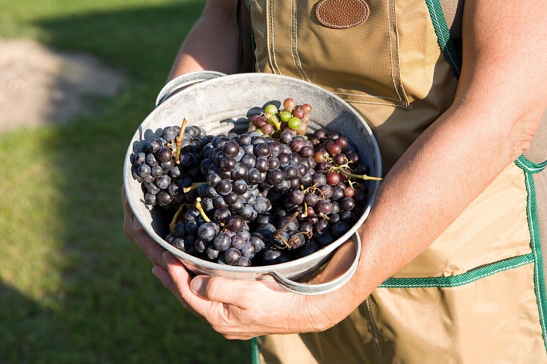 A grape picker with a metal pot of grapes