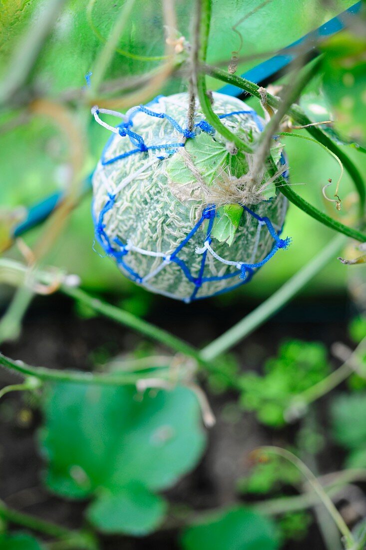 A melon wrapped in a net on the plant
