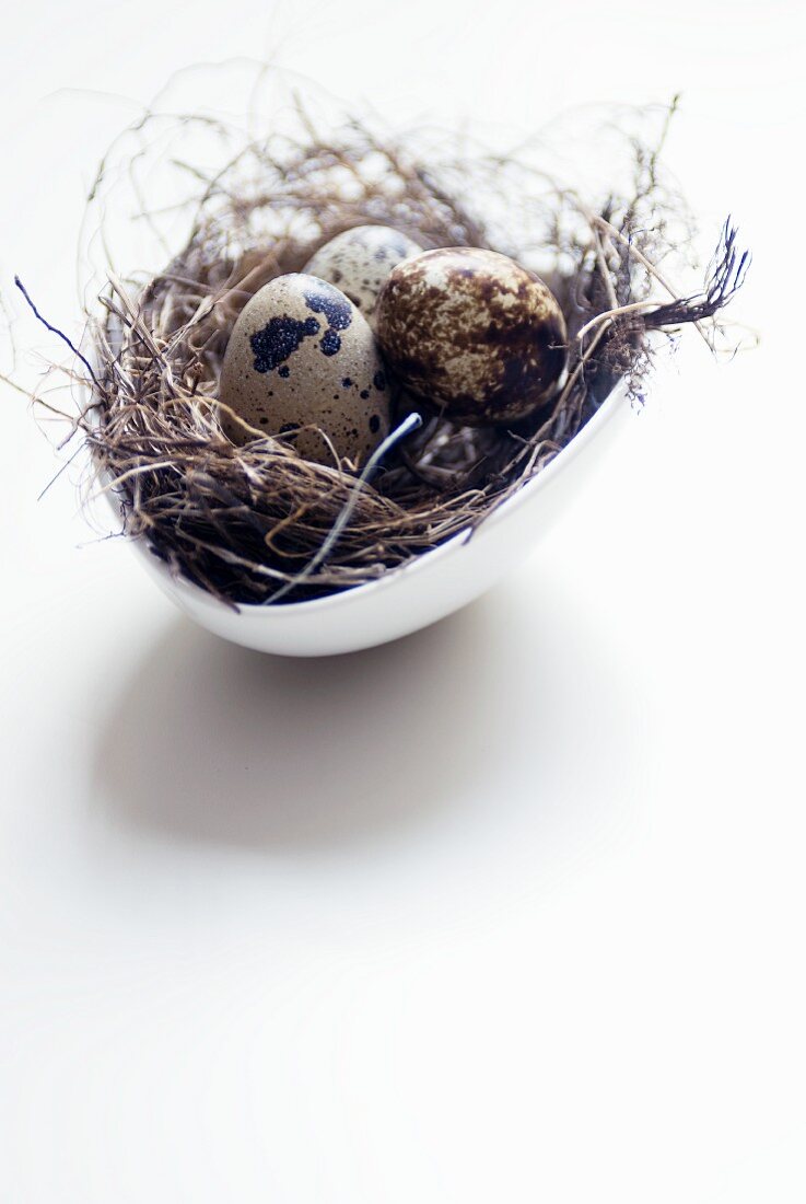 Small Nest of Quail Eggs in an Egg Shaped Bowl