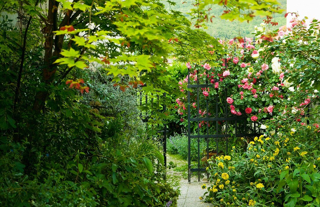 Flowering rose bush next to metal gate in wild garden