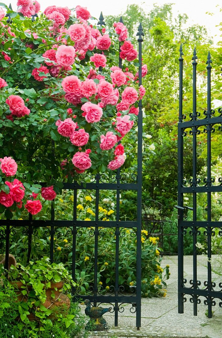 Pink shrub rose in front of metal garden fence with open gate