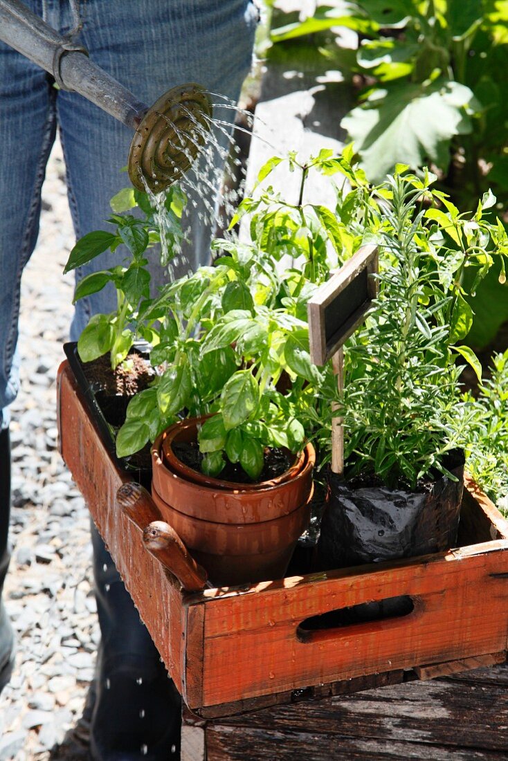 Woman watering herbs in plant pots