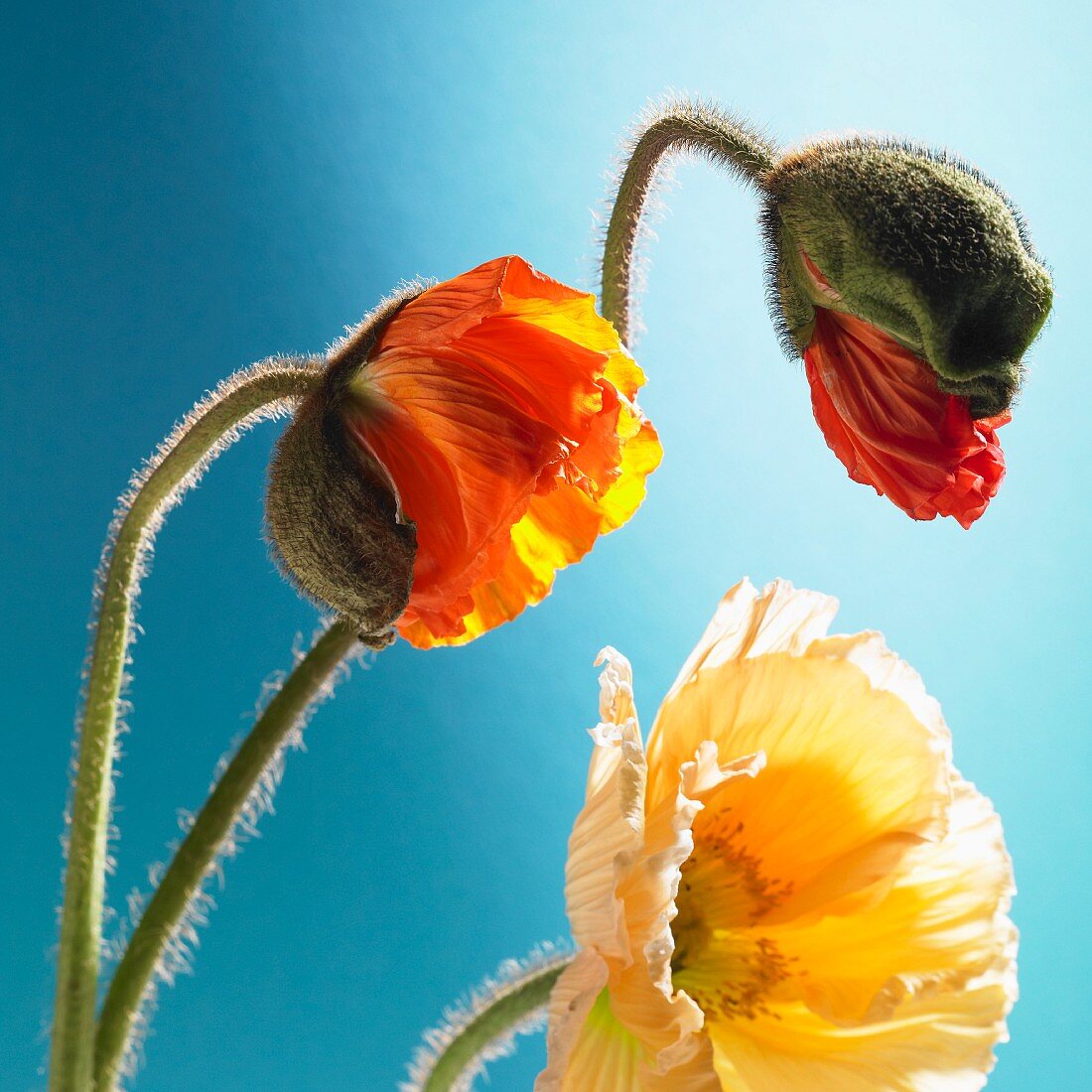 Poppies of various colours