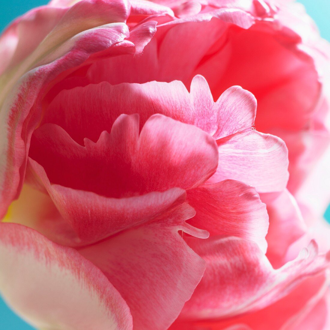 A pink double tulip