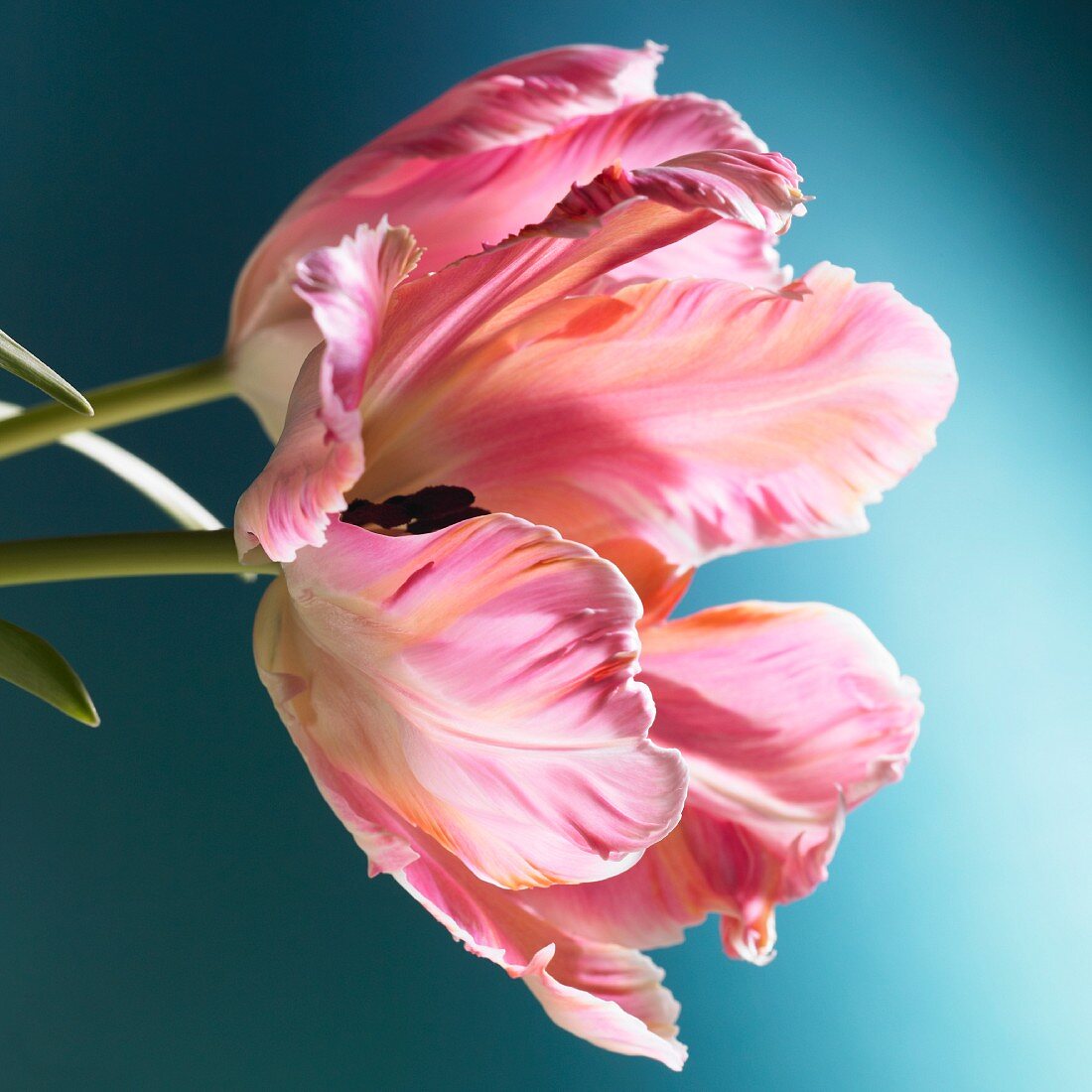 Eine rosa Tulpe