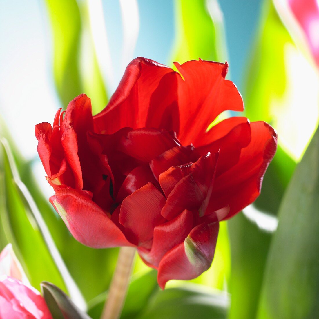 Eine rote Tulpe