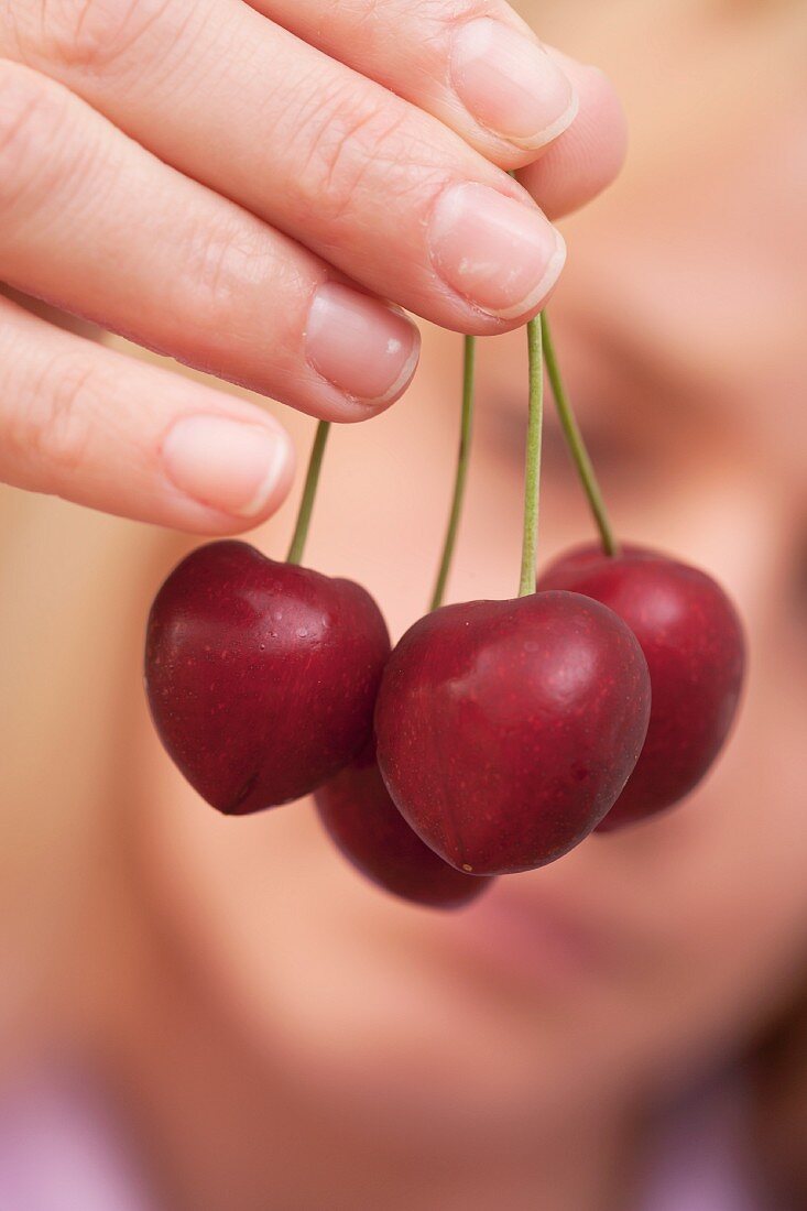 A hand holding sweet cherries