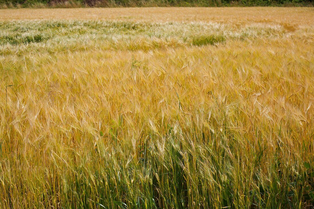 A wavy cornfield